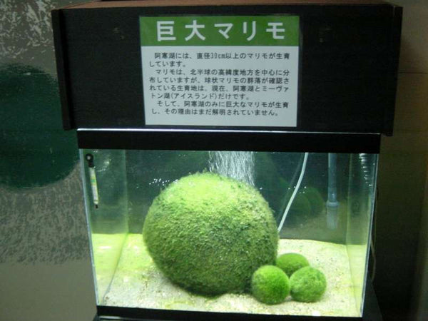 Enjoy hot springs and mysterious Marimo observation at Akan lake ( for 2 days )