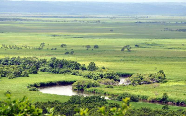 Enjoy walking tour in Kushiro marshland and visit observatories including best-kept secret spots